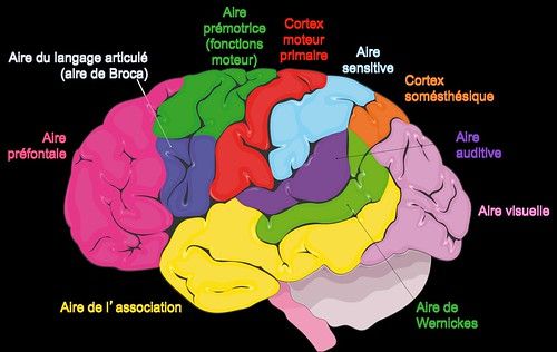 LA CARTOGRAPHIE CEREBRALE